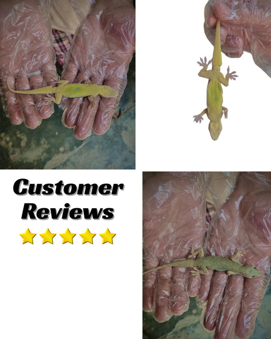 Lizard Killer – Odourless Instant Kill & Long-Lasting Repellent Spray For Indoors & Outdoors | FIXIX PK